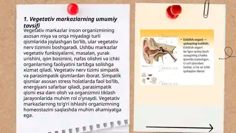 Vegetativ oliy markazlar va ularning funksional ahamiyati 3