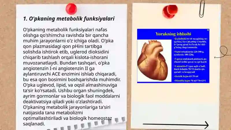O'pkaning nafasga oid bo'lmagan funksiyalari 3