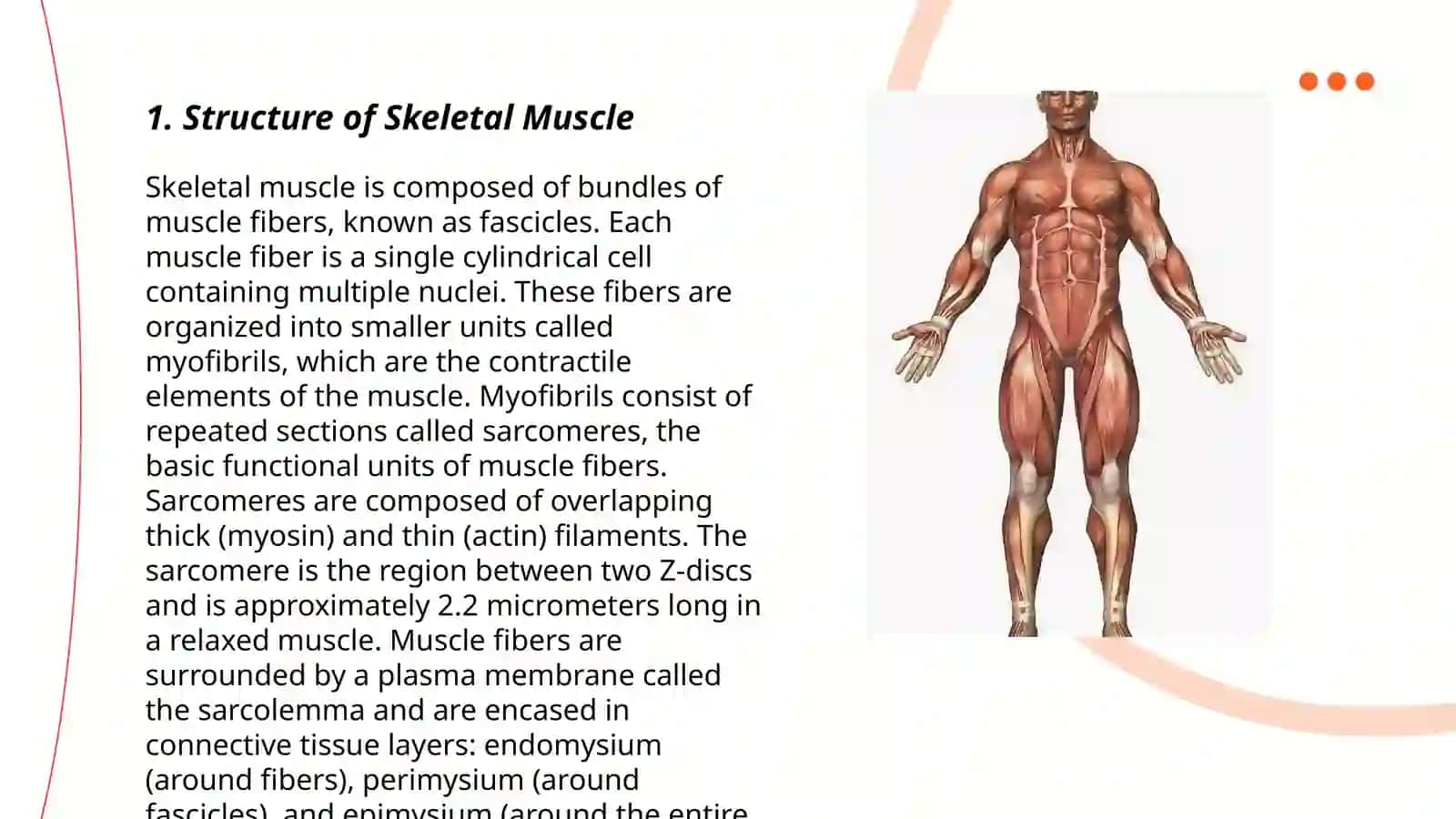 Muscular system of a human being 3