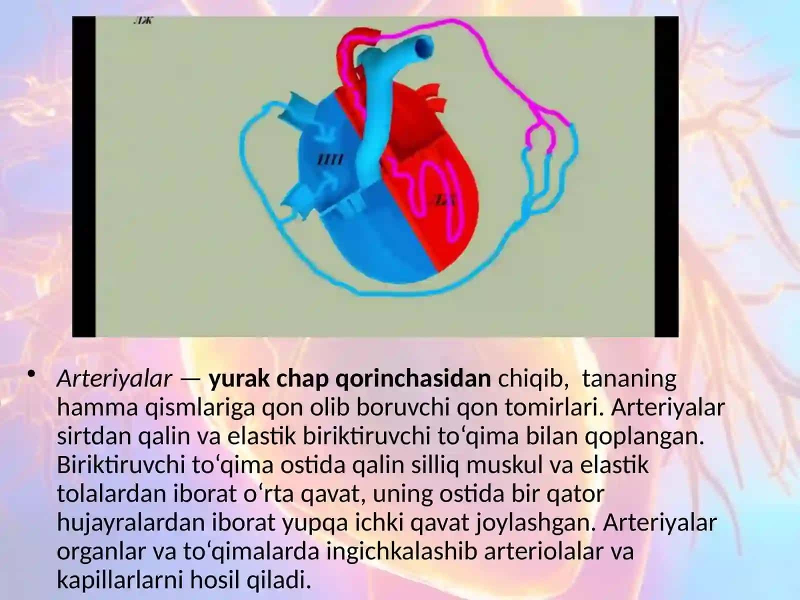 Qon tomirlarining tuzilishi 3