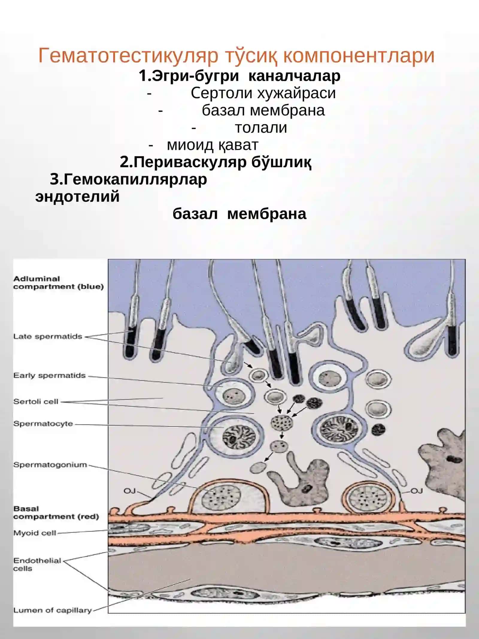 ERKAKLAR JINSIY SISTEMASI 3