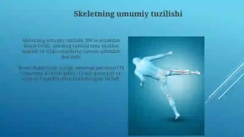 Skelet va uning boylamlari 3