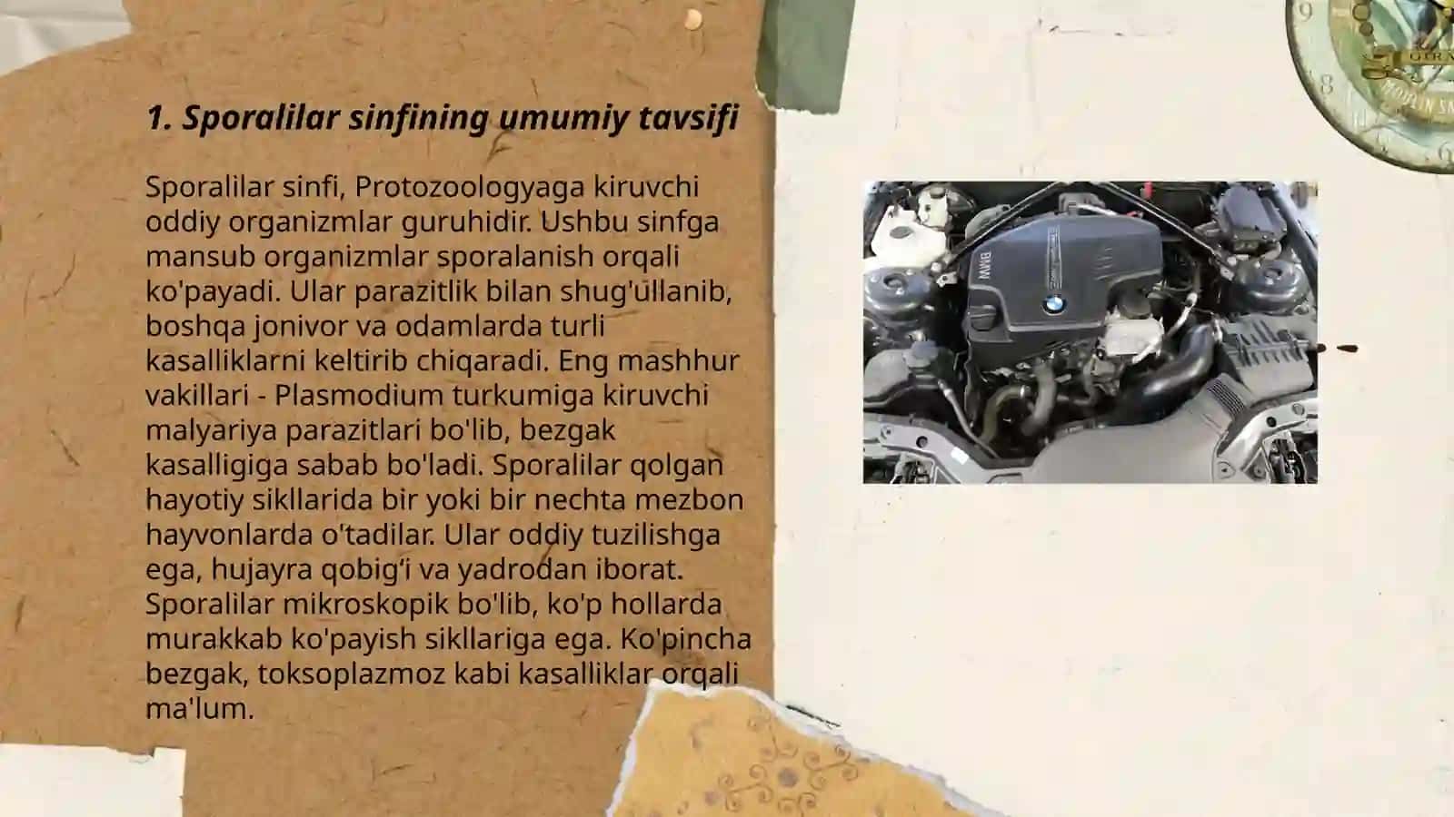 Sporalilar sinfi, koksidiyalar turkumi 3
