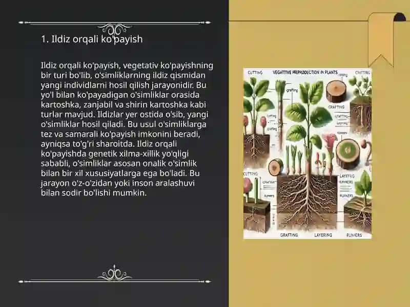 O'simliklarning vegetativ ko'payish 3
