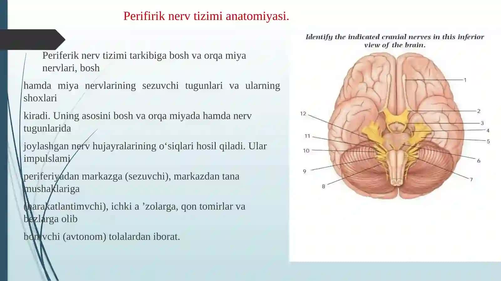 Perifirik nerv tizimi funksional anatomiyasi 3