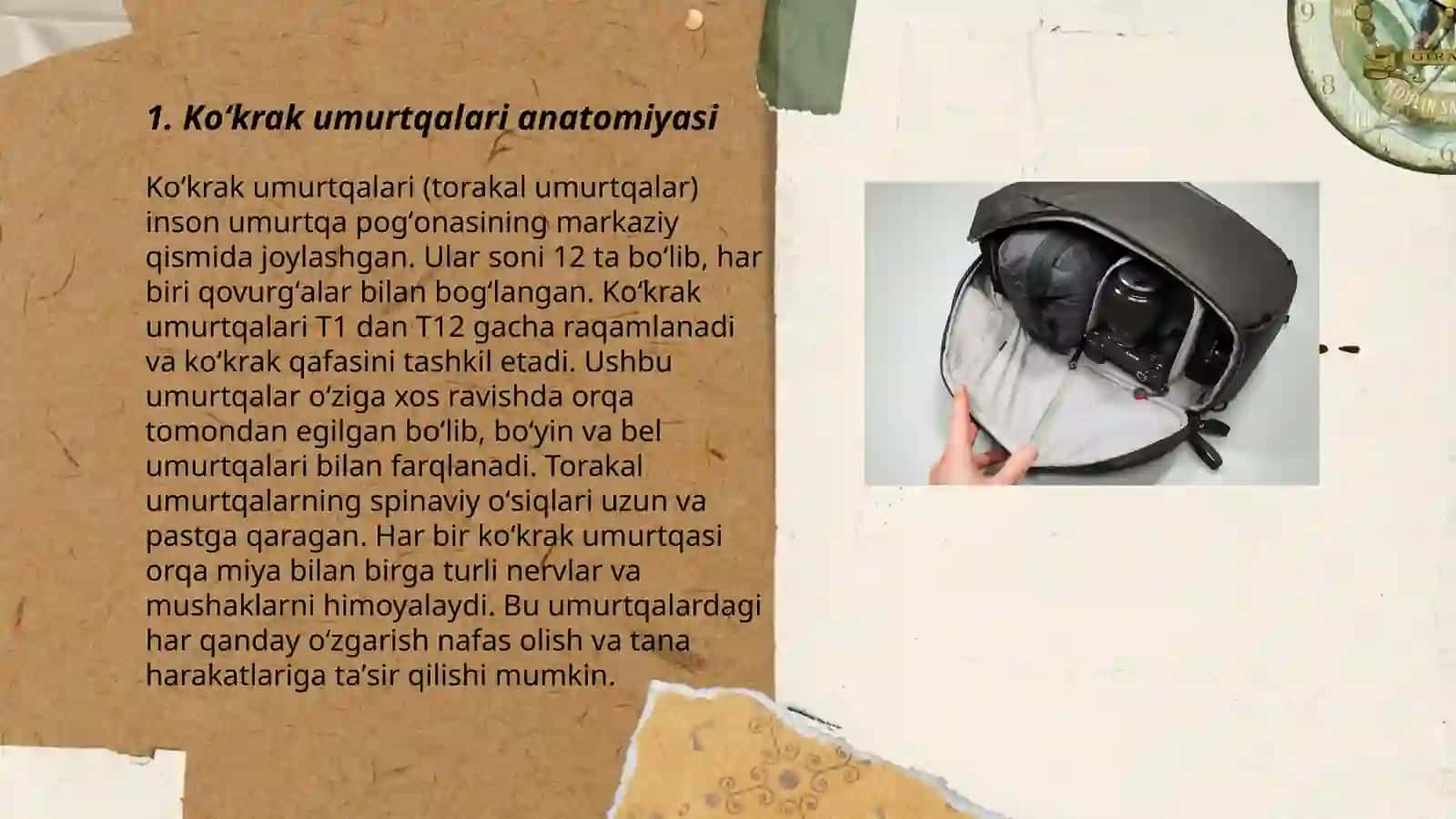 Koʻkrak boʻyin va bel umurtqalari 3