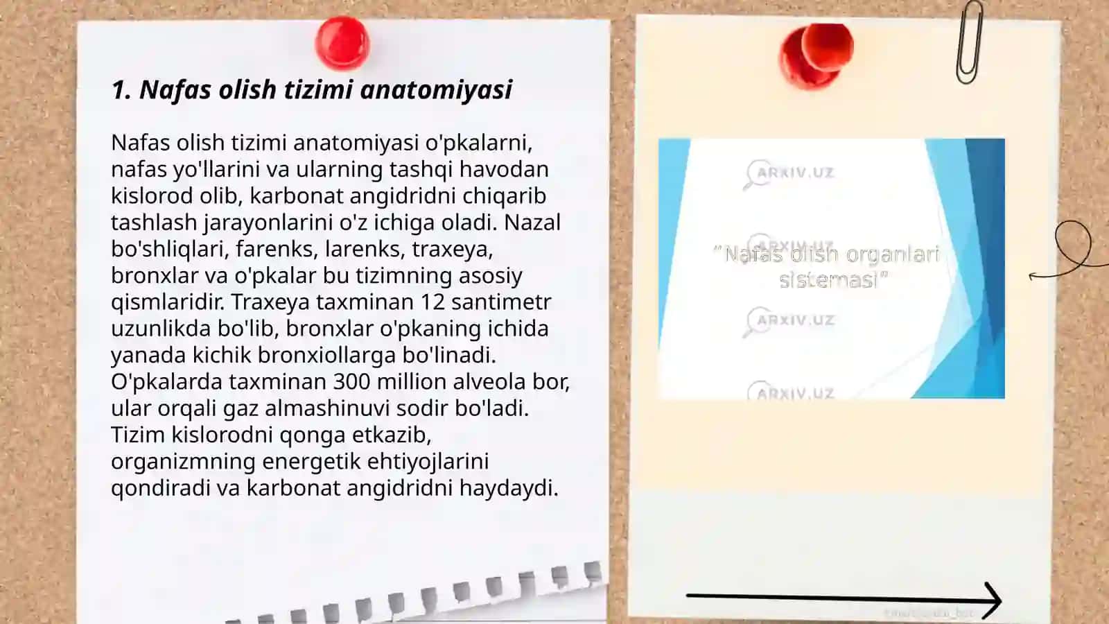 Nafas olish organlari 3