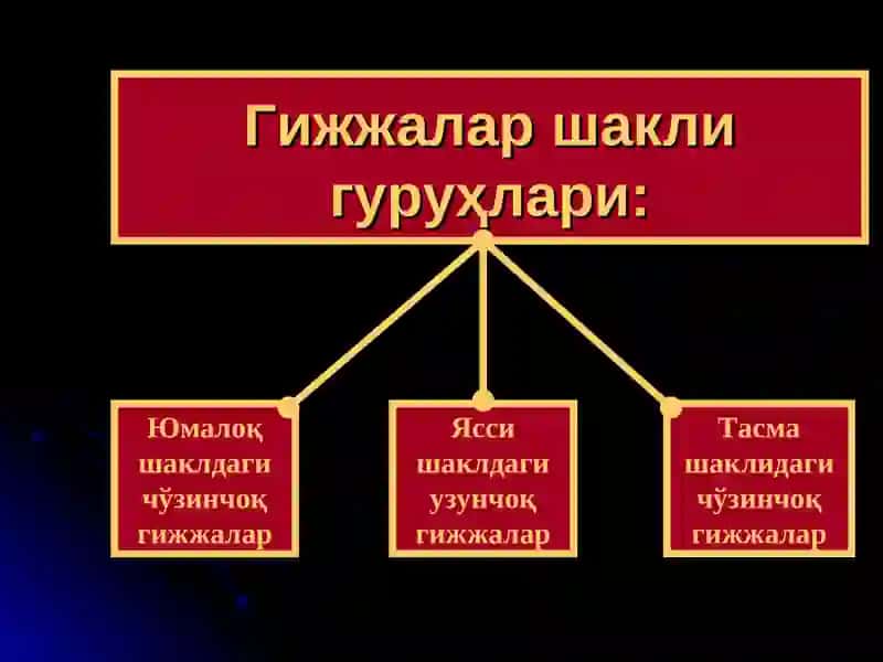 Гижжа касалликлари ваунингасоратлари 3