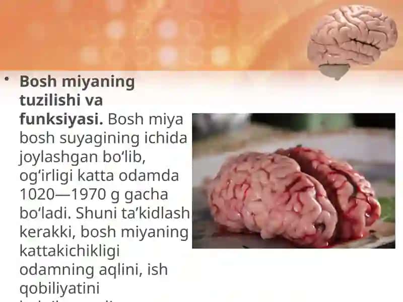 Boshmiyaning tuzilishi va funksiyasi 3
