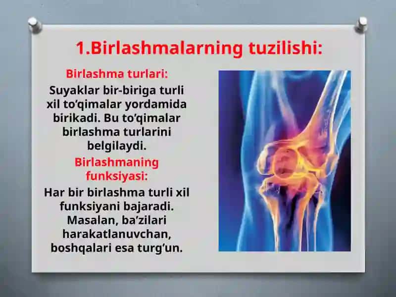Birlashmalarning rentgenanatomiyasi 3