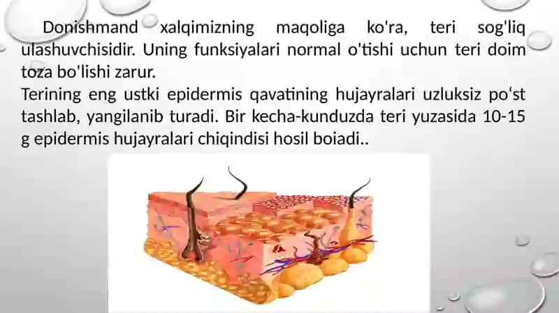 17-mavzu: Terining tuzilishi va funksiyasi 3