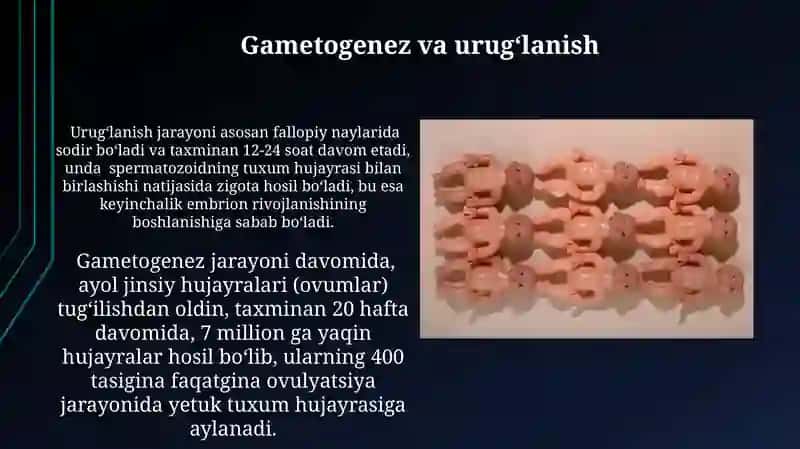Odamlarning embriologik rivojlanishi 3
