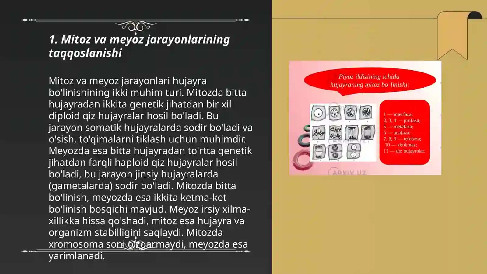 Mitoz va meyoz biologik ahamyati 3