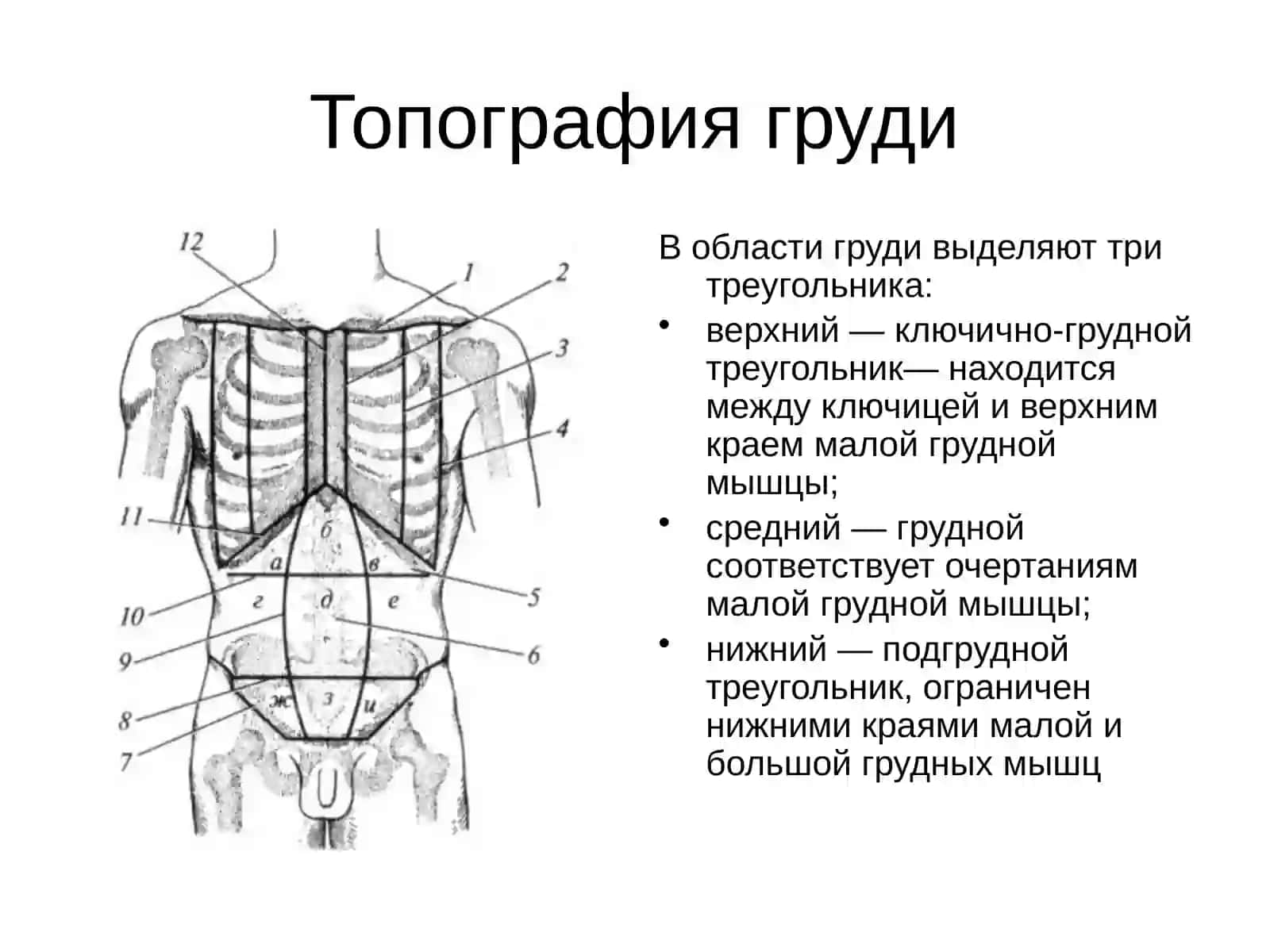 Топография груди 3