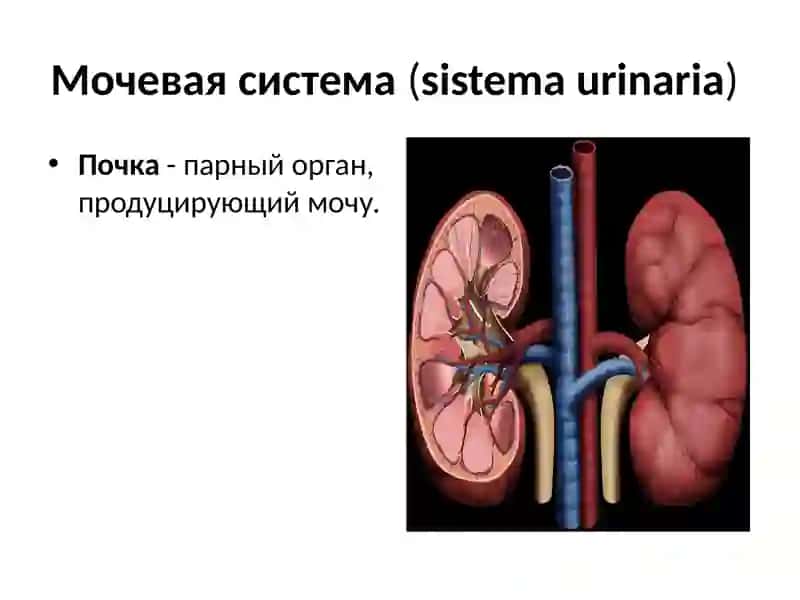 Мочевая система(sistemaurinaria) 3