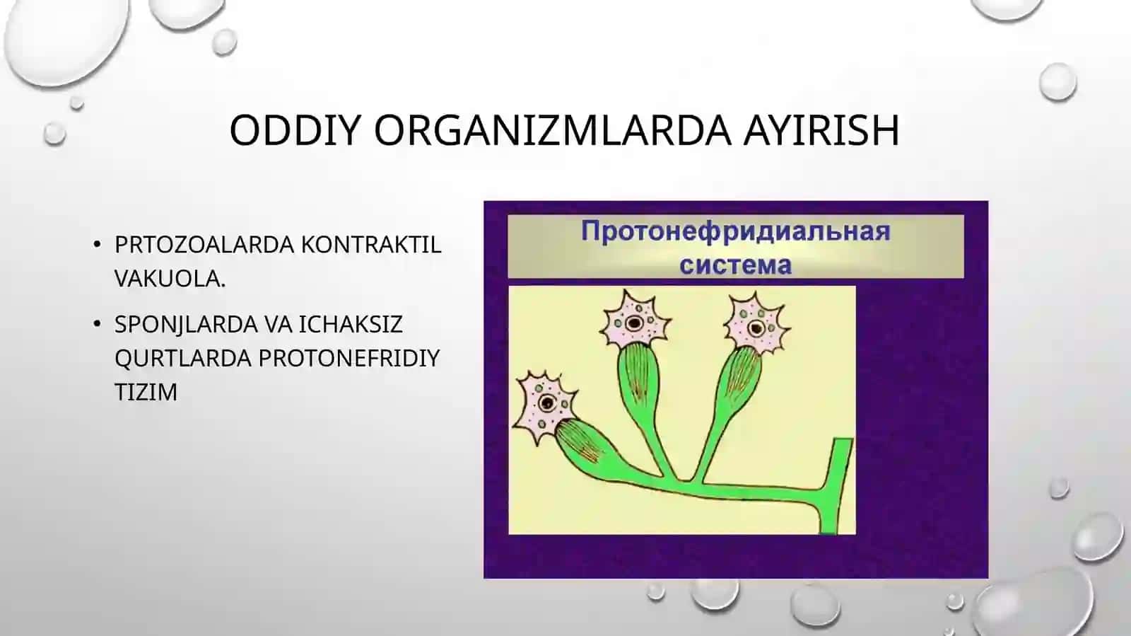 Ayirish tizimi onto-filogenezi 3
