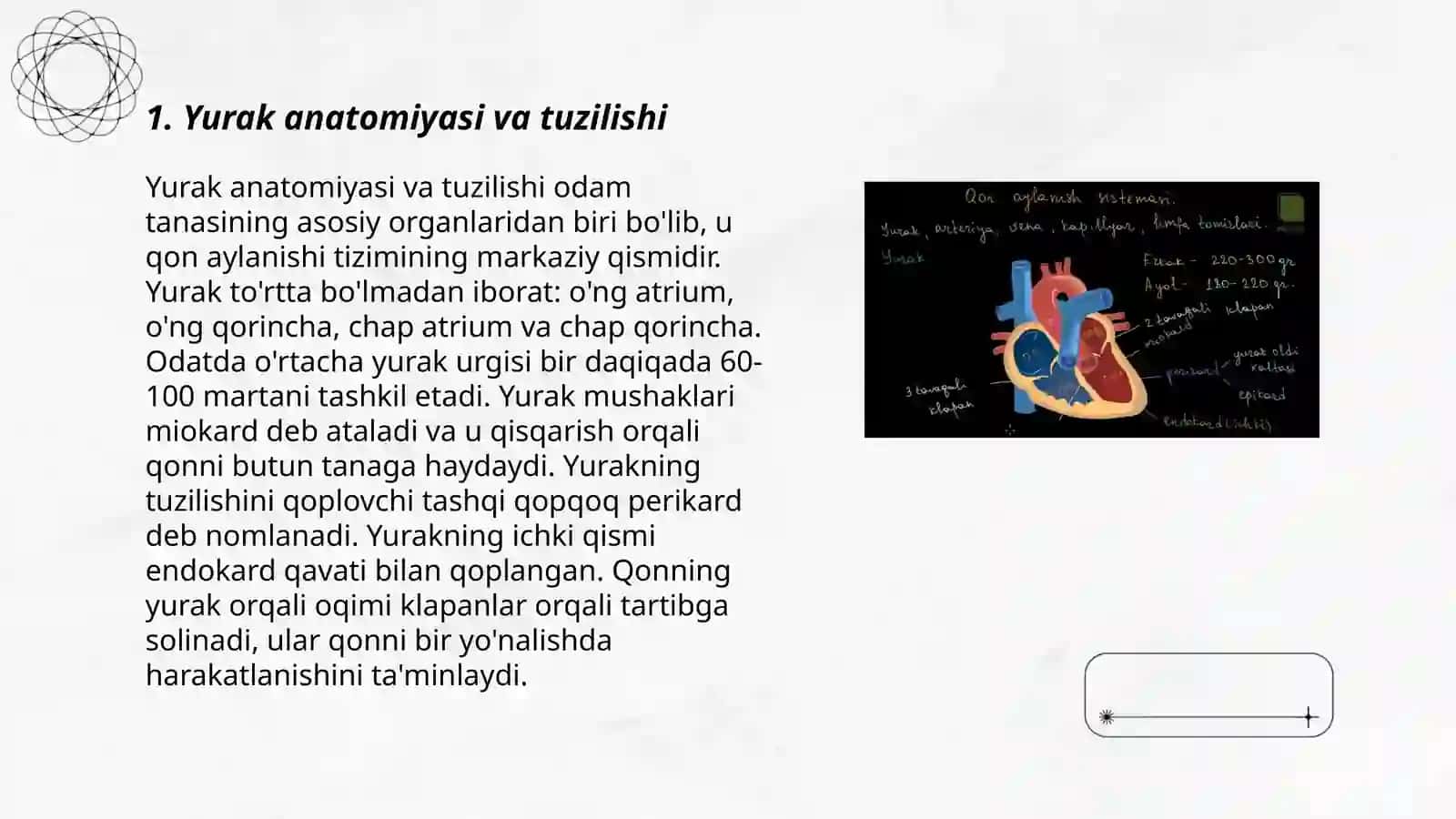 Vena tizimining funktsional anatomiyasi 3