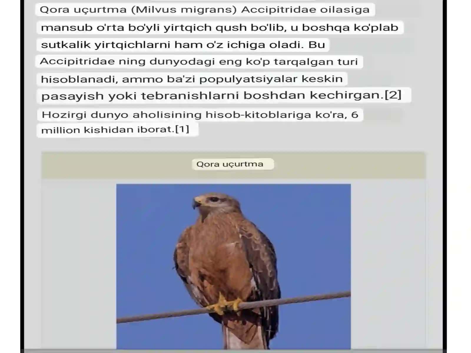 Milvusmigrans 3