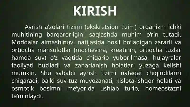 Ayrish a'zolari tizimi. Buyraklar anatomiyasi 3