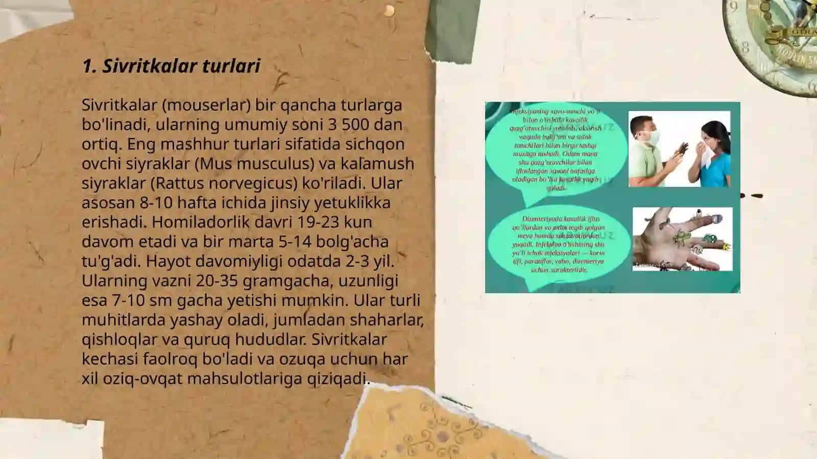 Sivritkalar haqida ma'lumot 3