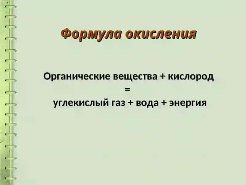 Органы дыхательной системы 3
