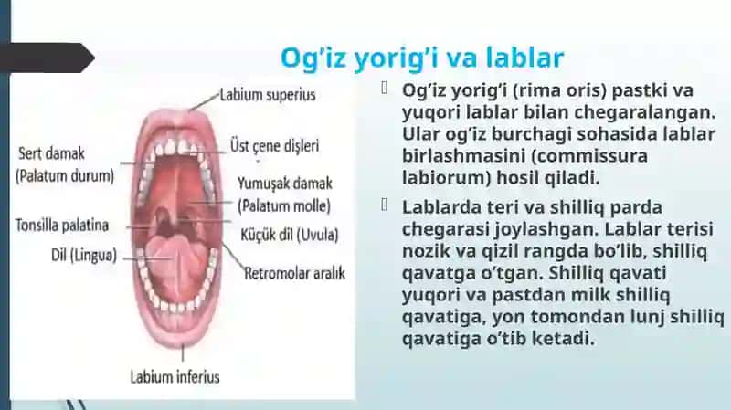 Og`iz sohasi anatomiyasi 3
