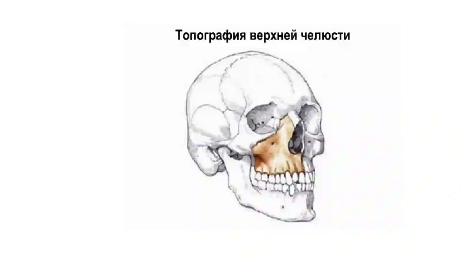 Кости лицевого черепа 3