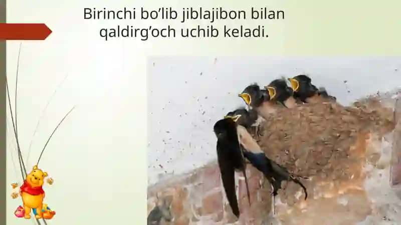 Bahorda o’lka mizga uchib keladigan qushlar 3