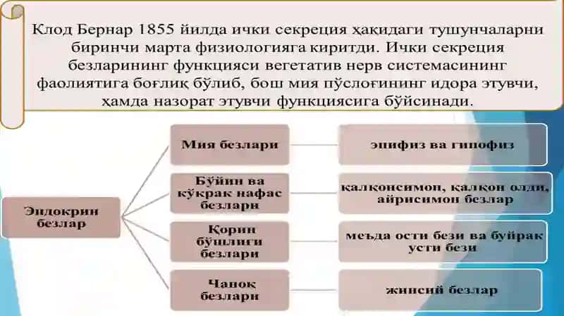 ICHKI SEKRETSIYA BEZLARINING TUZILISHI 3