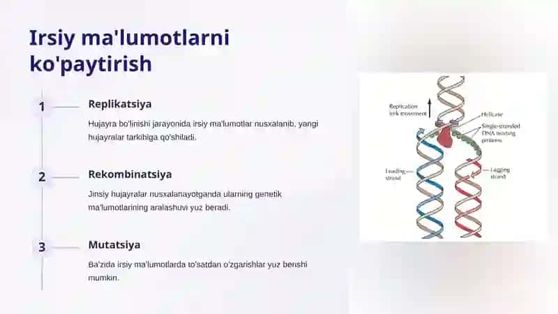 Irsiyatni shakillantirish bosqichlari 3