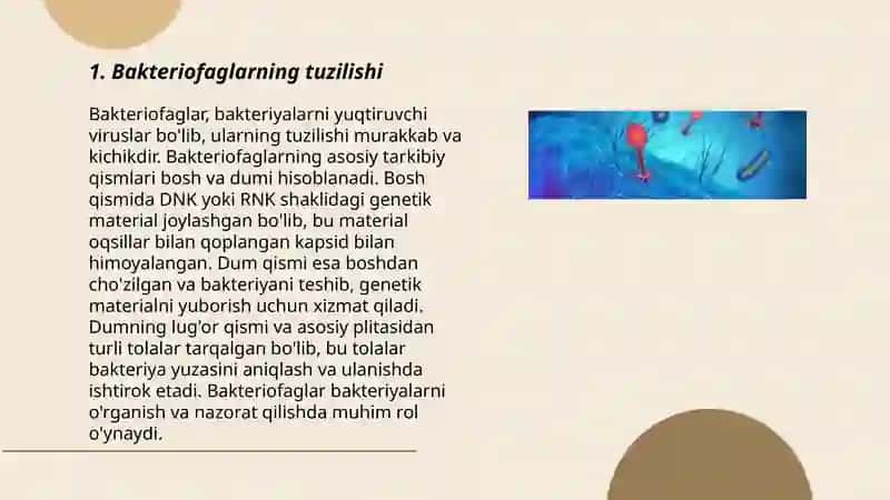 Bakteriyalar fagi Zuhra Dildora 3