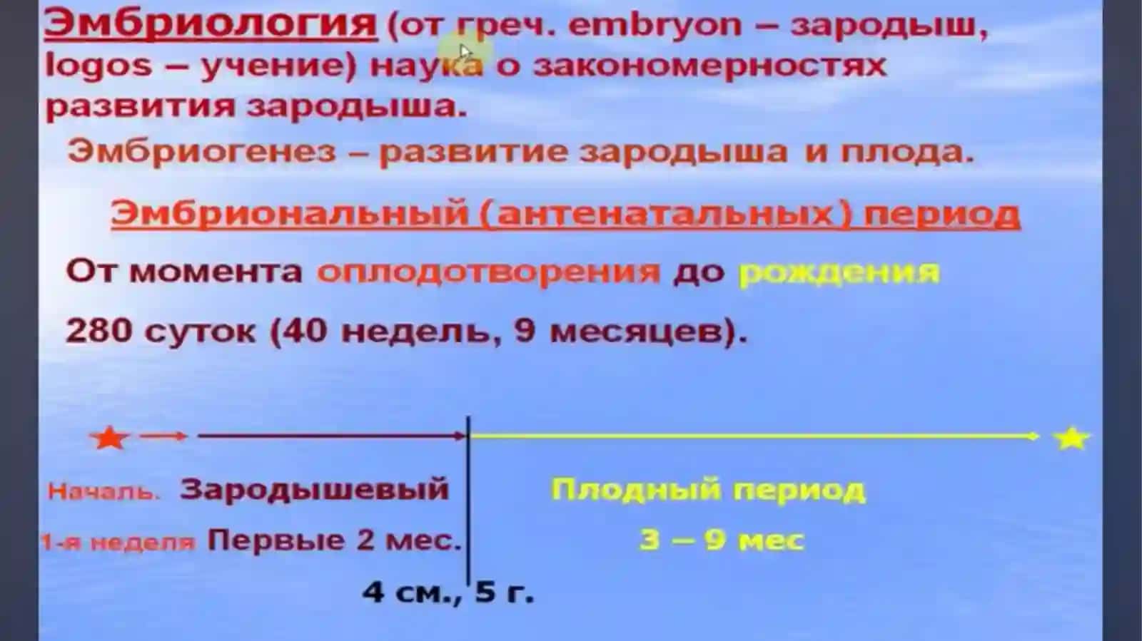 Эмбриология ч.1 3
