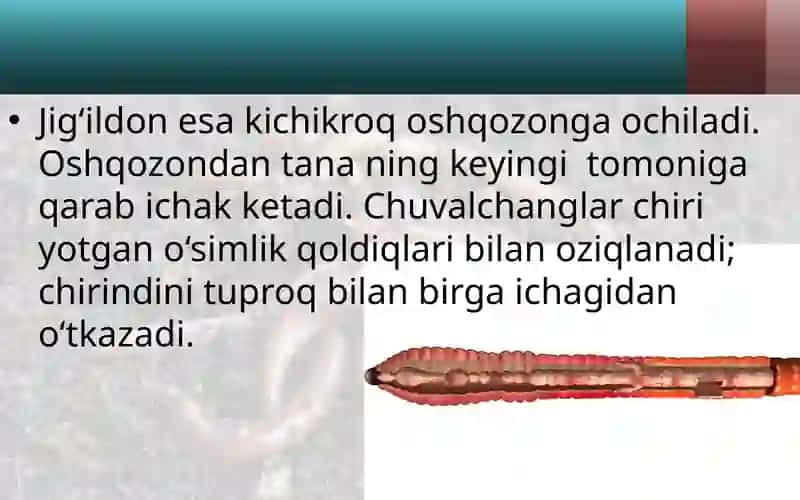 Yomg‘ir chuval changining ichki tuzilishi 3