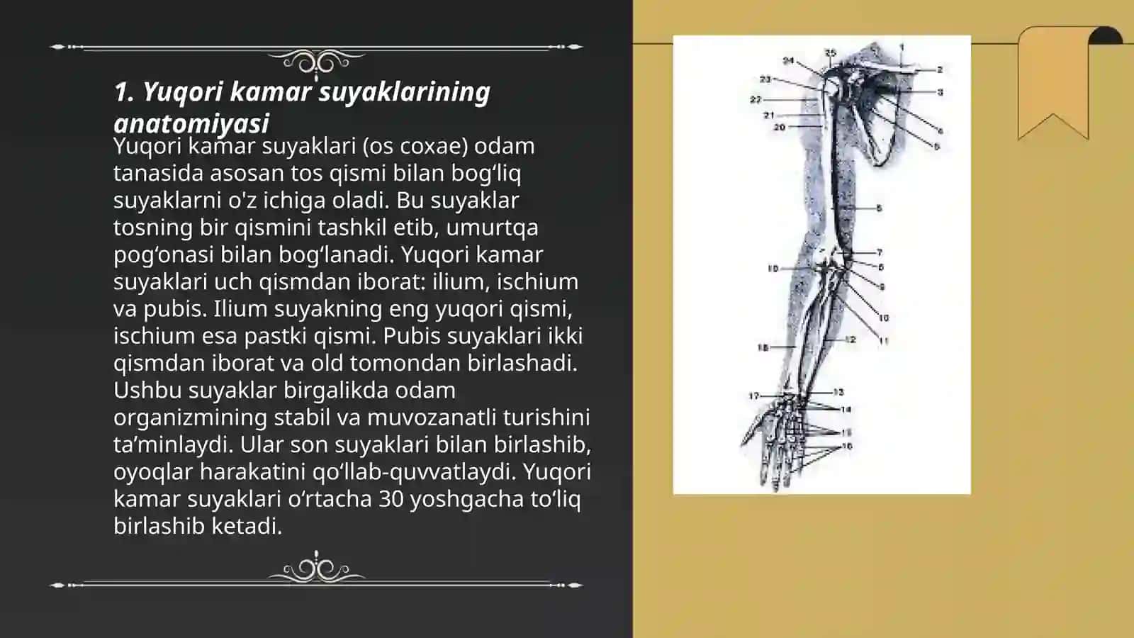 Yuqori kamar suyaklarining anatomiyasi 3
