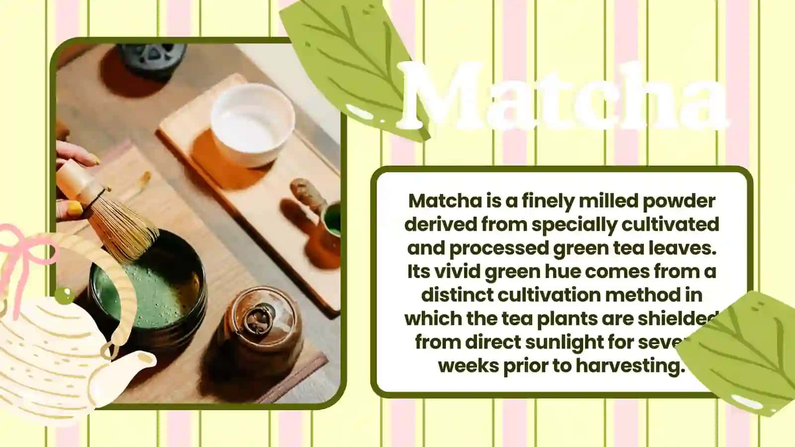 Matcha Lover 3