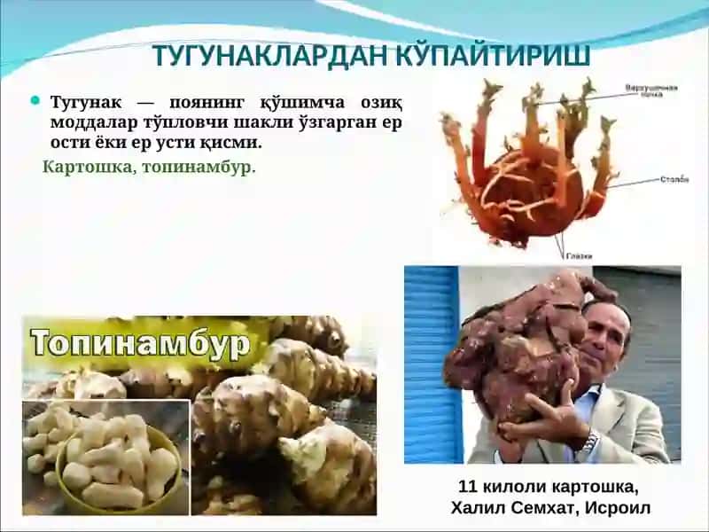 O’SIMLIKLARNI VEGETATIV KO’PAYTIRISH 3