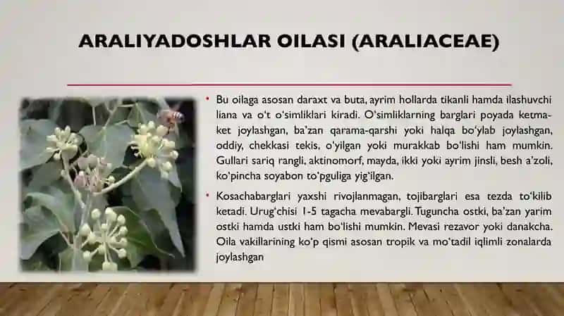 Otquloqdoshlar, araliyadoshlar  va valerianadoshlar oilasi tavsifi, asosiy vakillari va tibbiyotdagi ahamiyati. 3