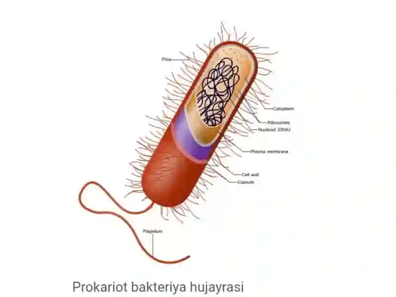 Eukariot va Prakariot organizmlar 3