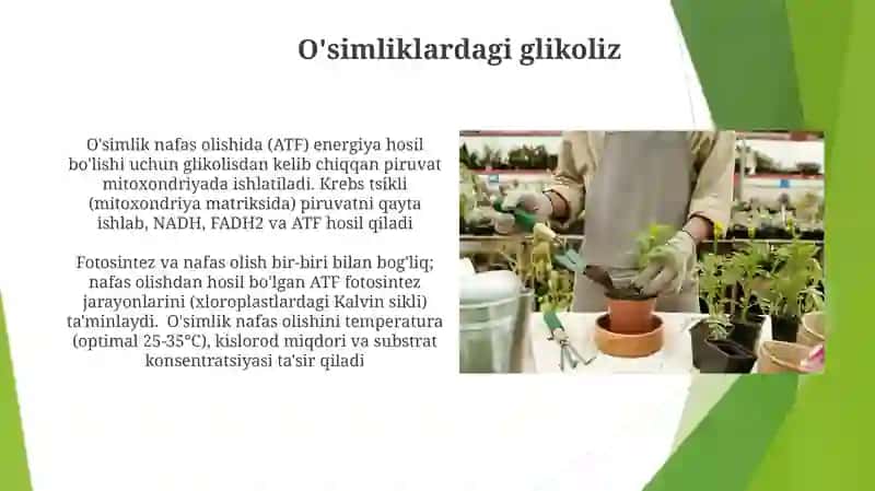 Nafas olish jarayonining oʻsimlik metabolizmidagi oʻrni 3