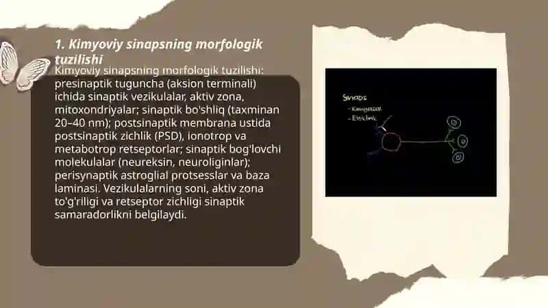 Kimyoviy va elektrik sinapslar 3