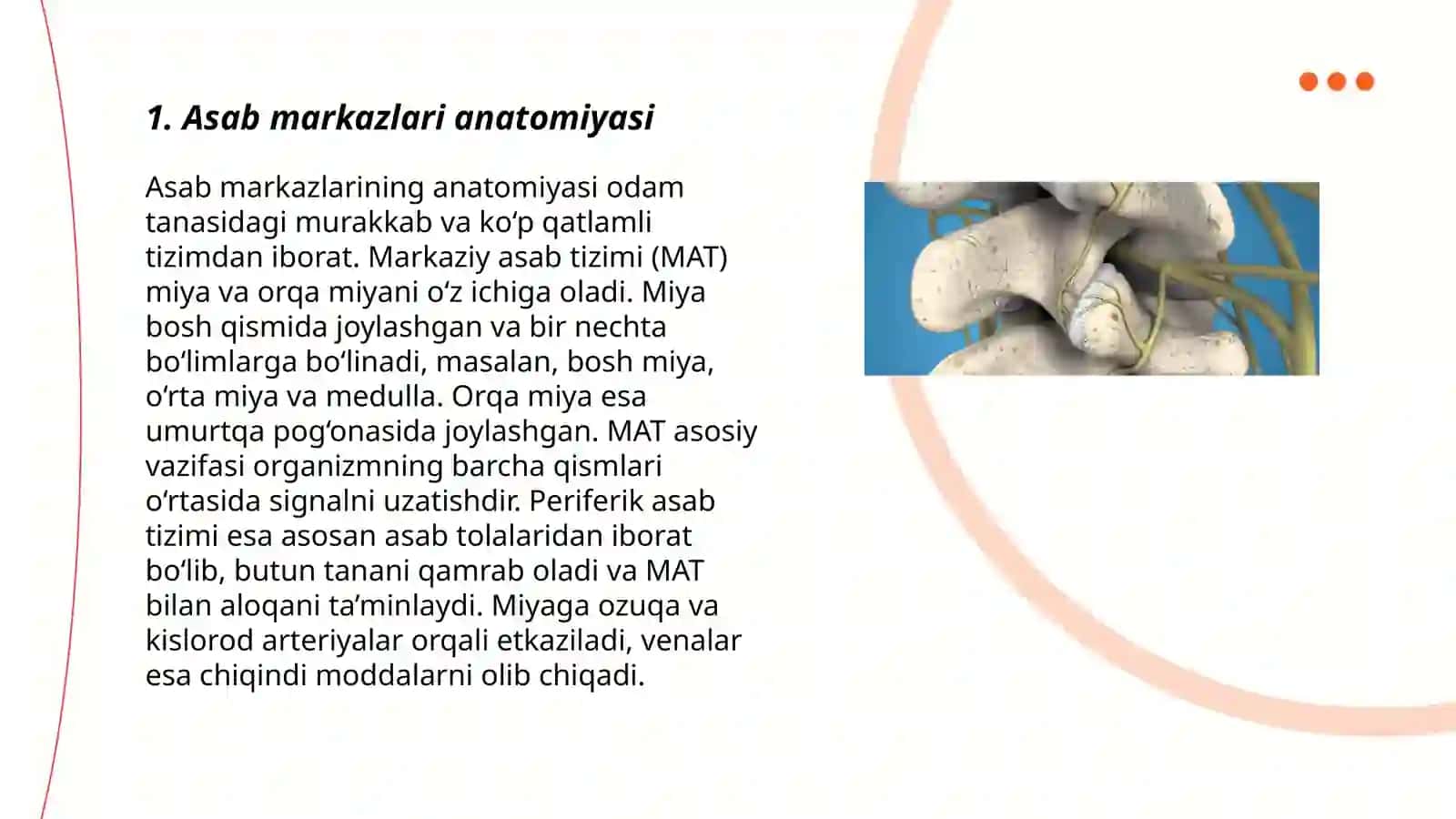 Asab markazlari anatomiyasi 3