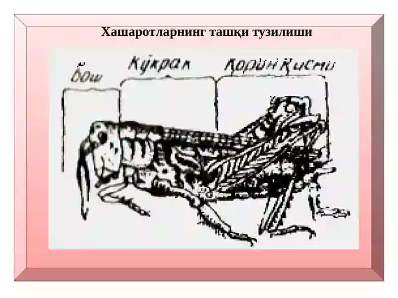 Ҳашаротлар морфологияси ва анатомияси 3