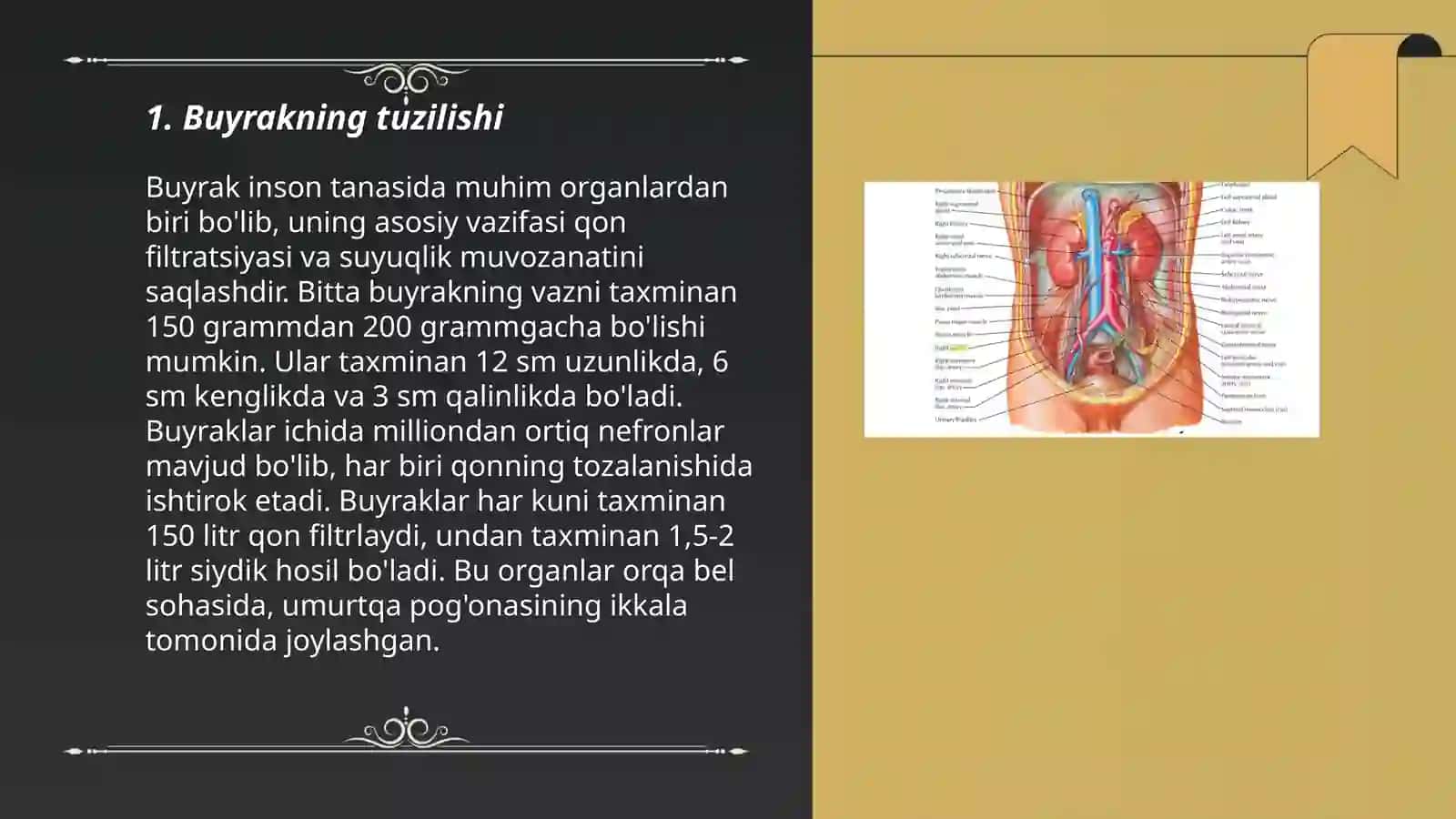Buyrak va siydik ajratish azolari 3