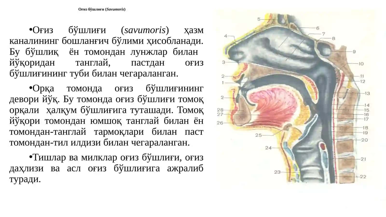Овқат ҳазм қилиш систамаси 3