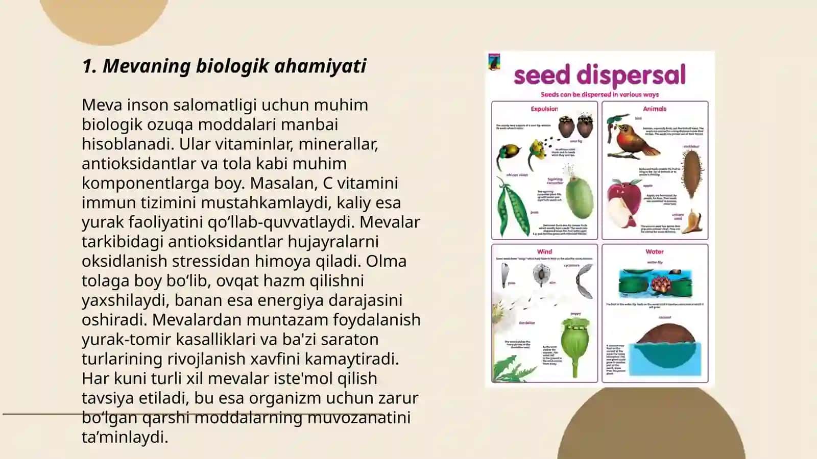 Meva xillari va urug' tuzulishi 3