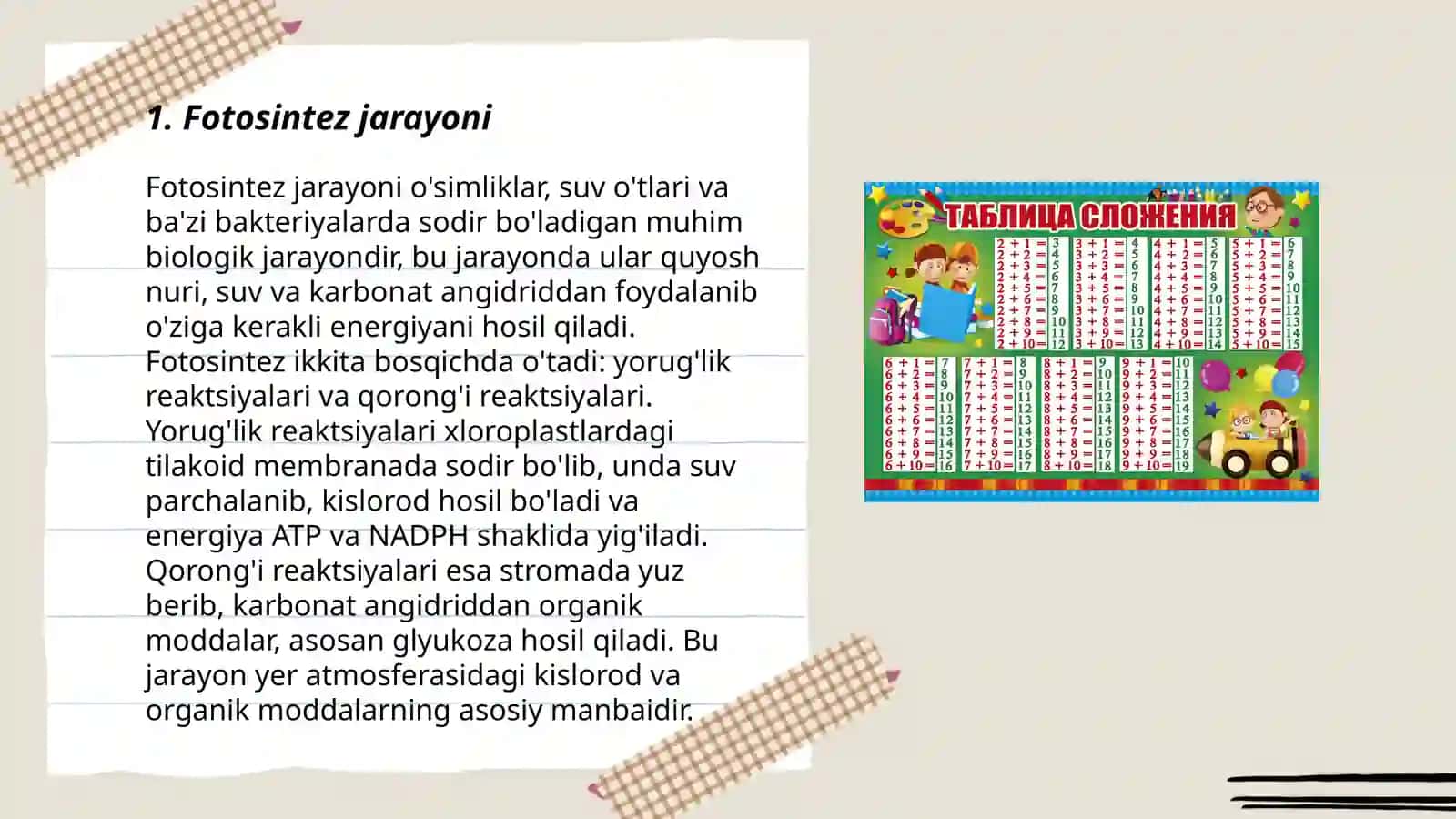 Fotosintez jarayoni 3