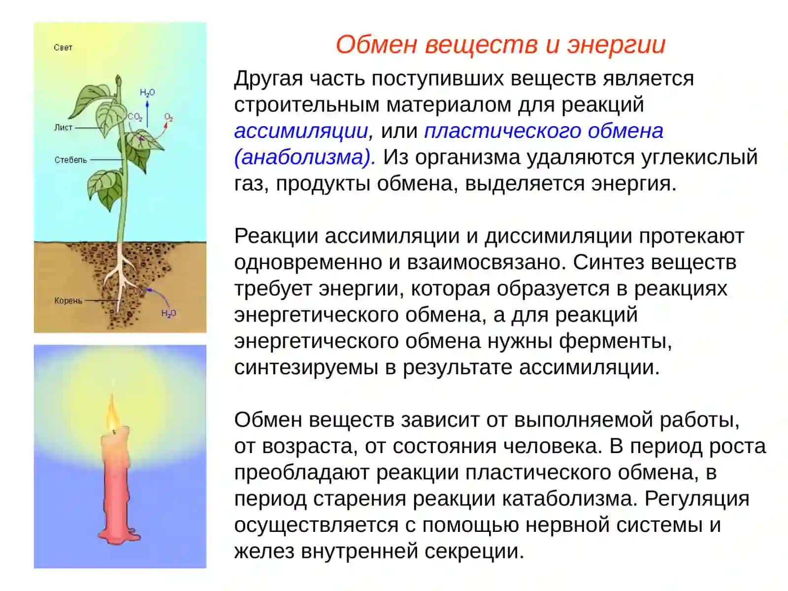 Обмен веществ. Витамины(лекция) 3