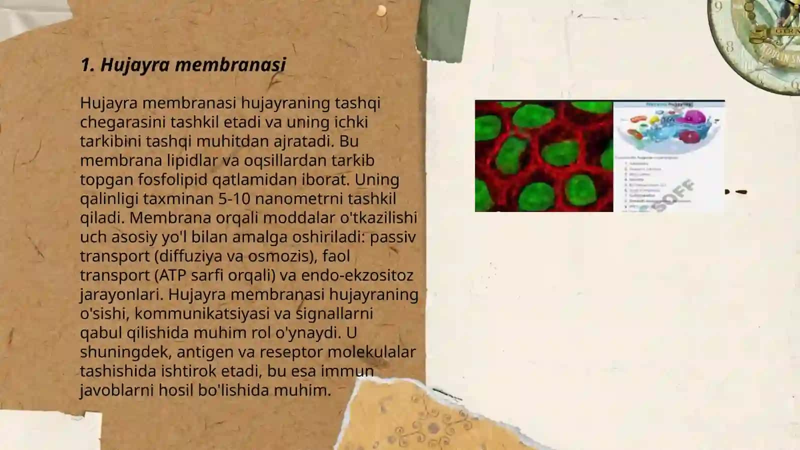 Hujayra Membranasi 3