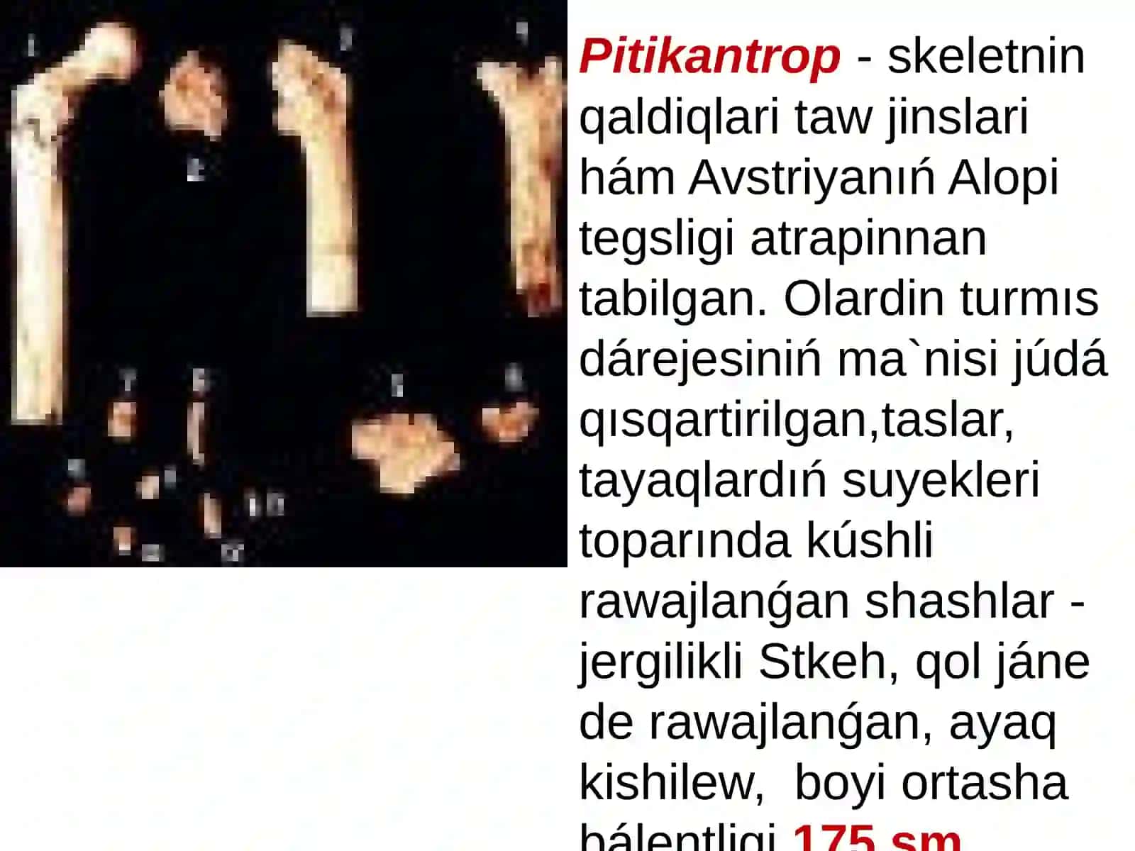Pitikantroplar evolyutsiyasi erte da'wiri 3
