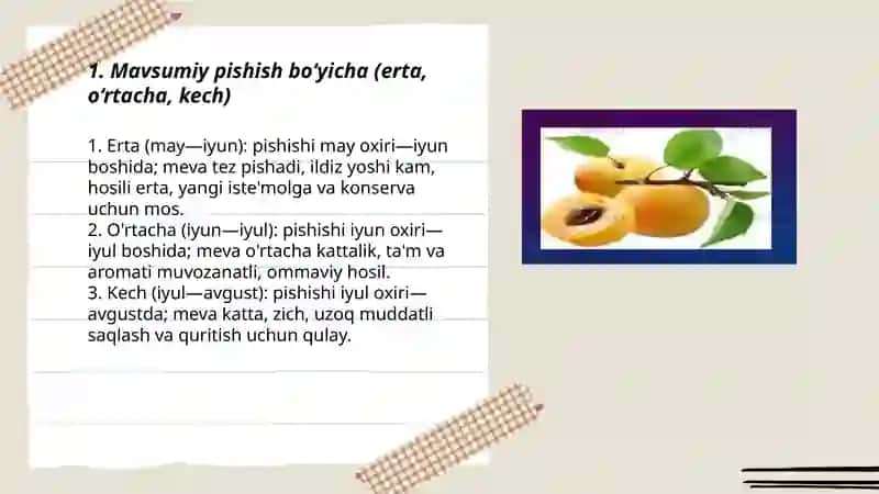Mamatqulova Ruxshona 3